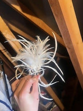 Load image into Gallery viewer, Bird HP2